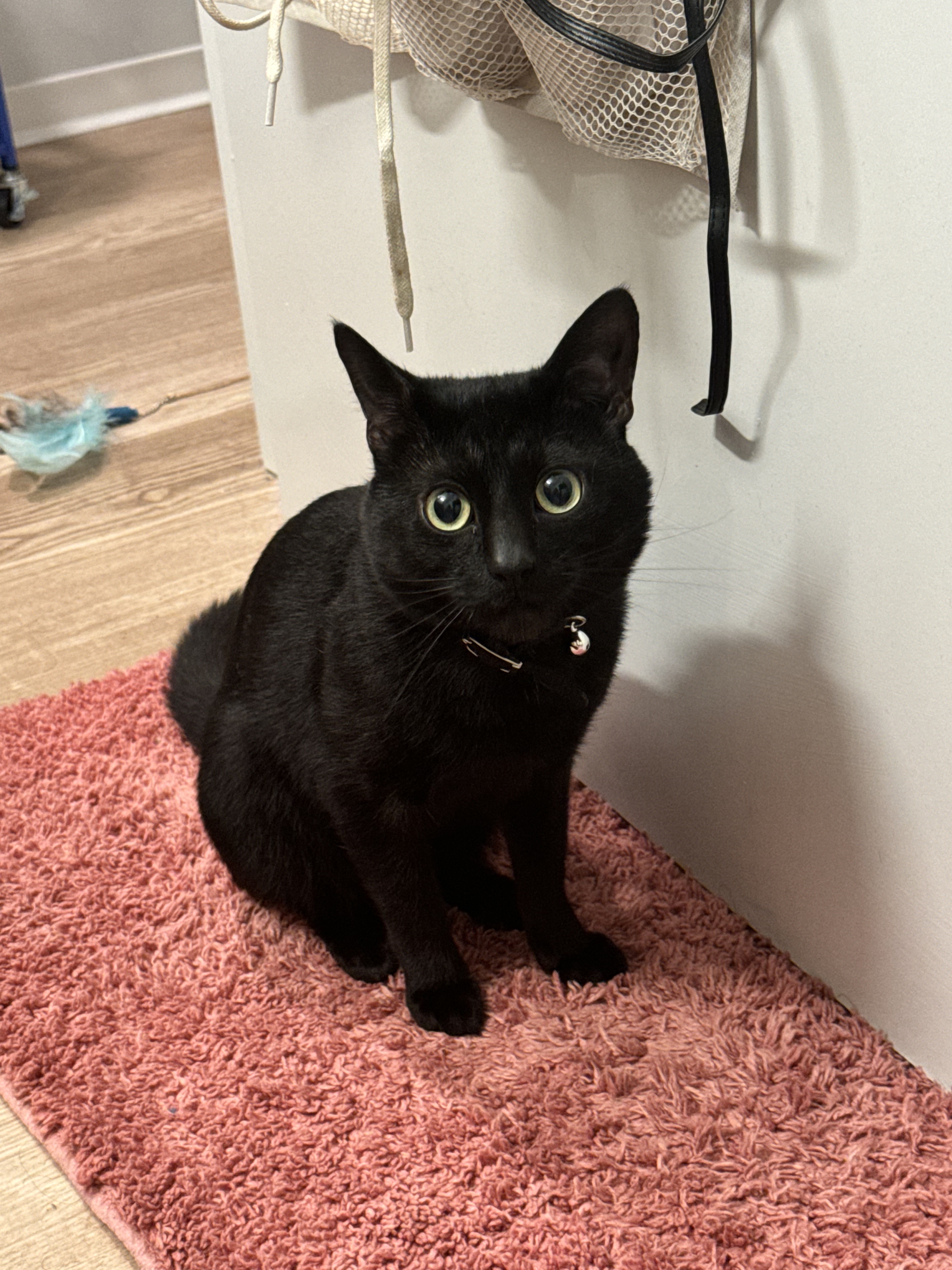 Mowgli perched on a rug
