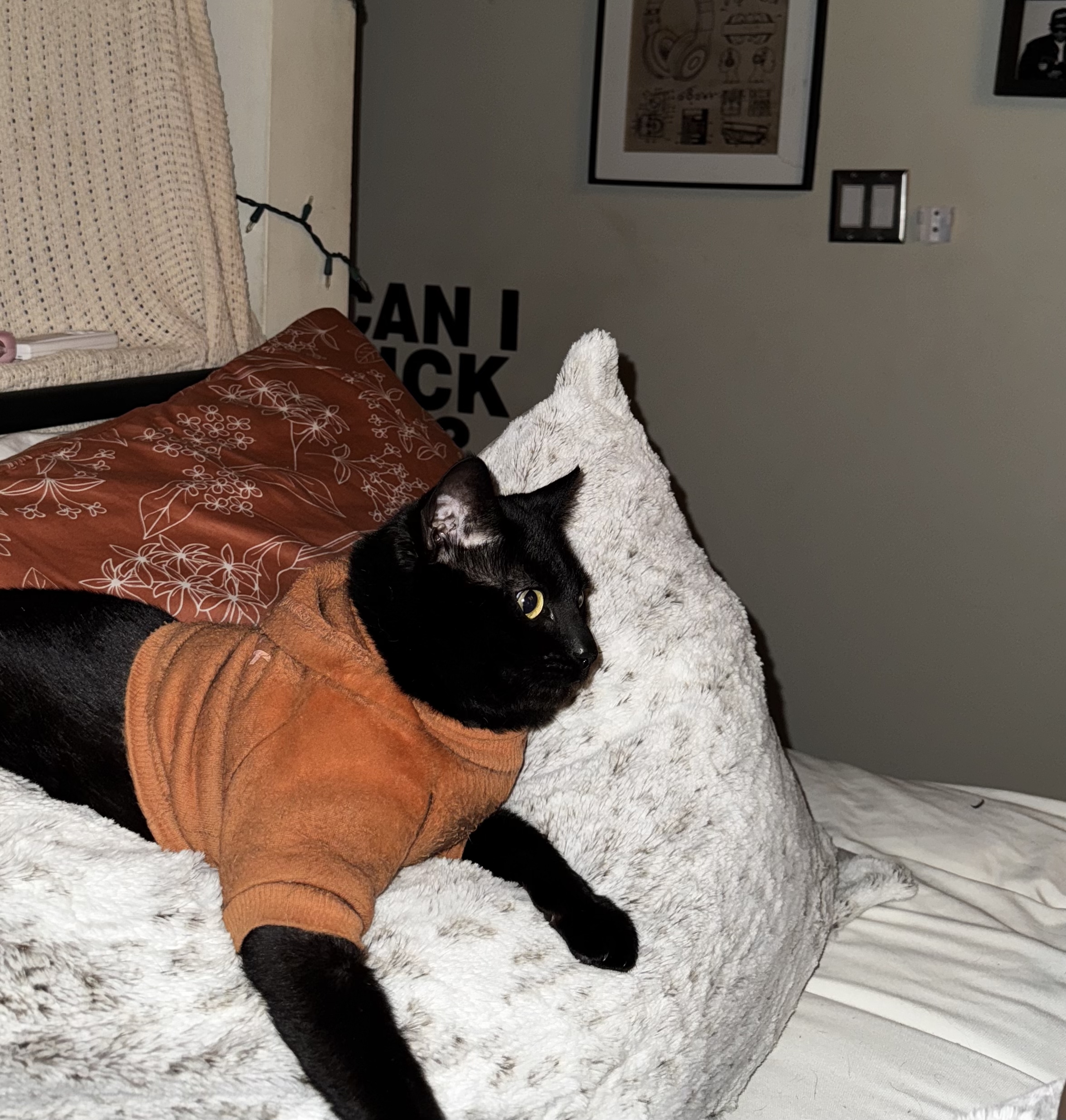 Mowgli lounging